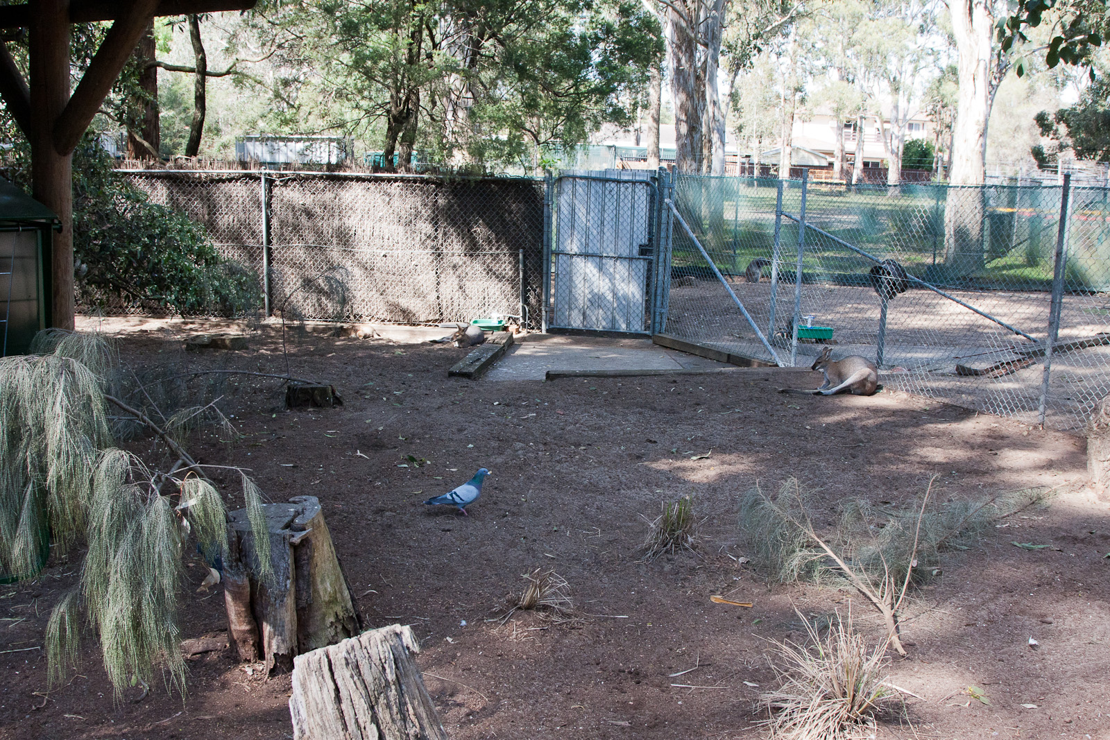 Parma Wallaby enclosure, Sept 2011