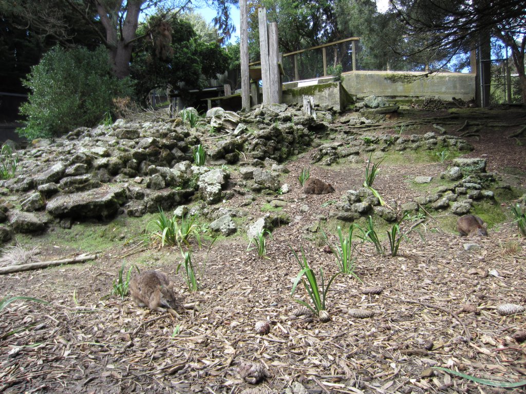 Parma Wallaby enclosure