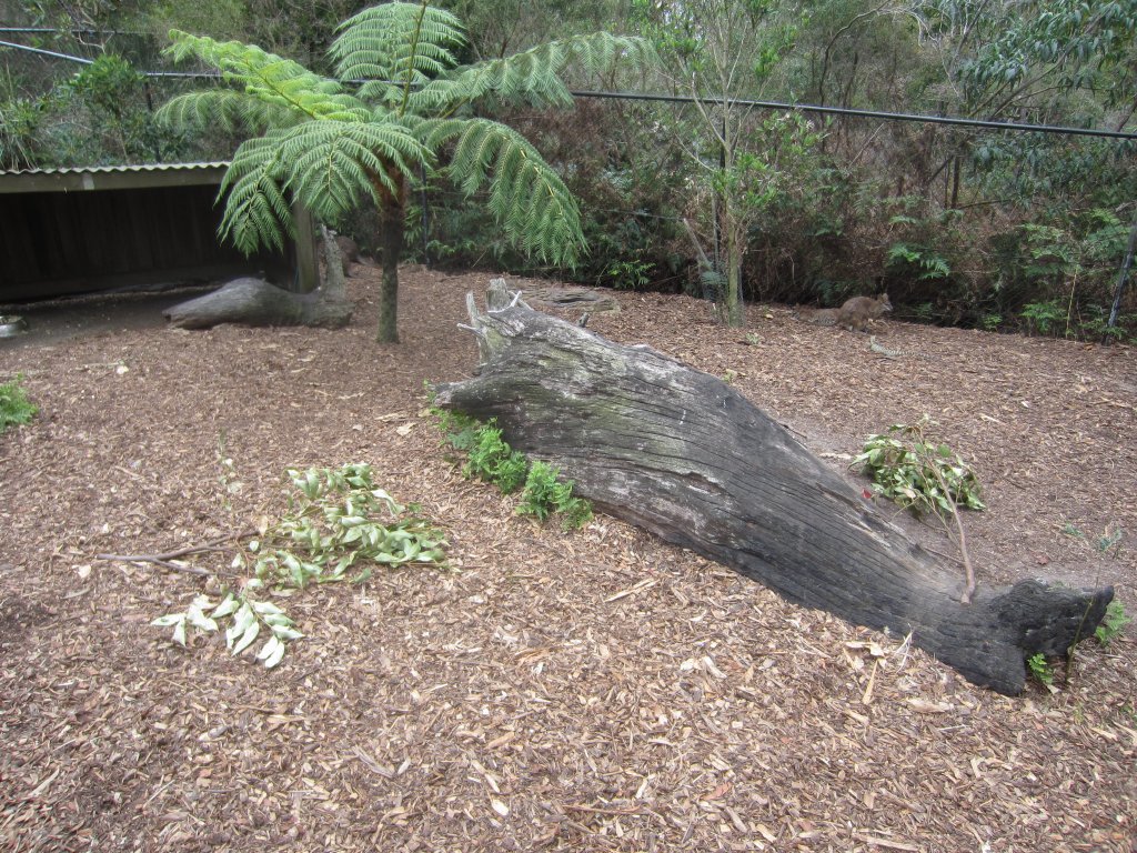 Parma Wallaby enclosure