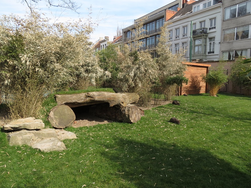 Parma wallaby enclosure