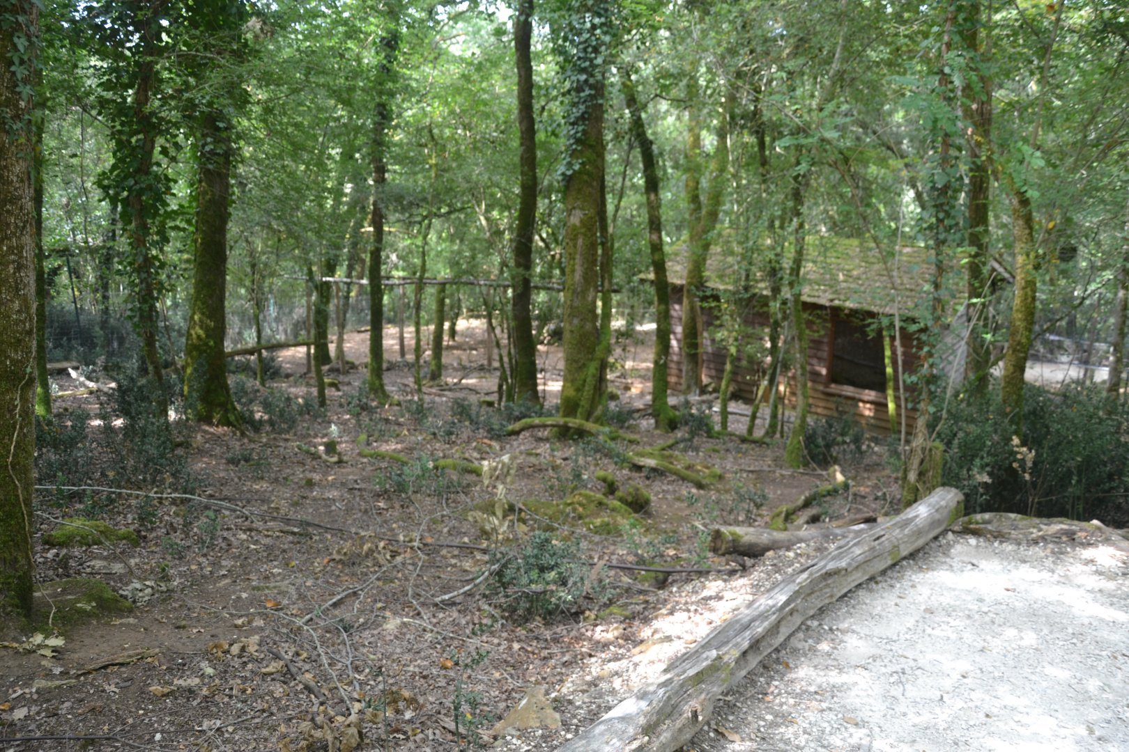Parma wallaby enclosure
