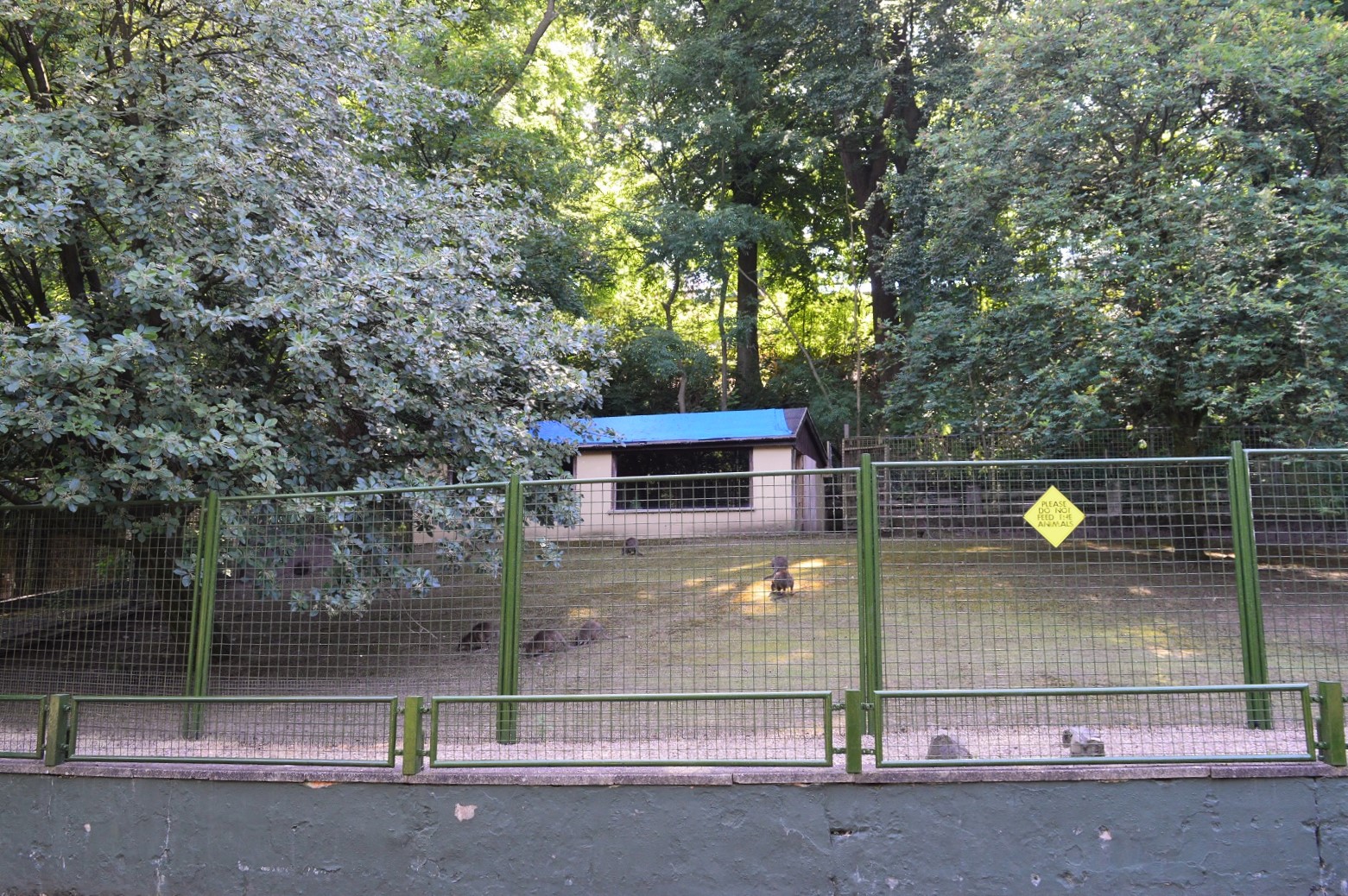 Parma wallaby enclosure