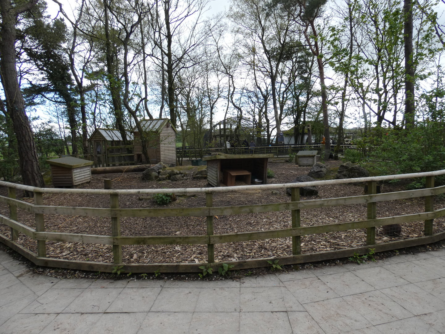 Parma wallaby enclosure