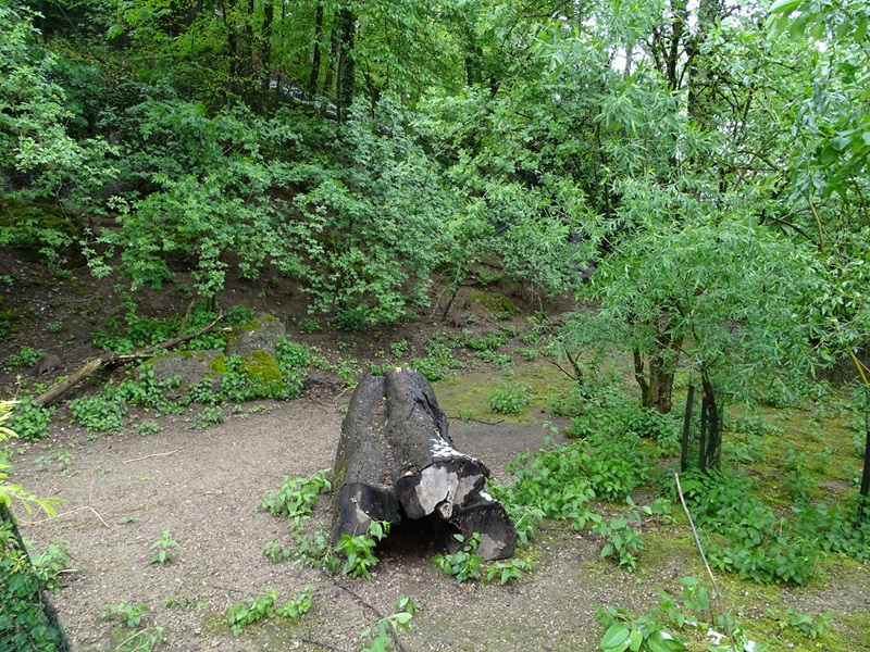 Parma wallaby enclosure