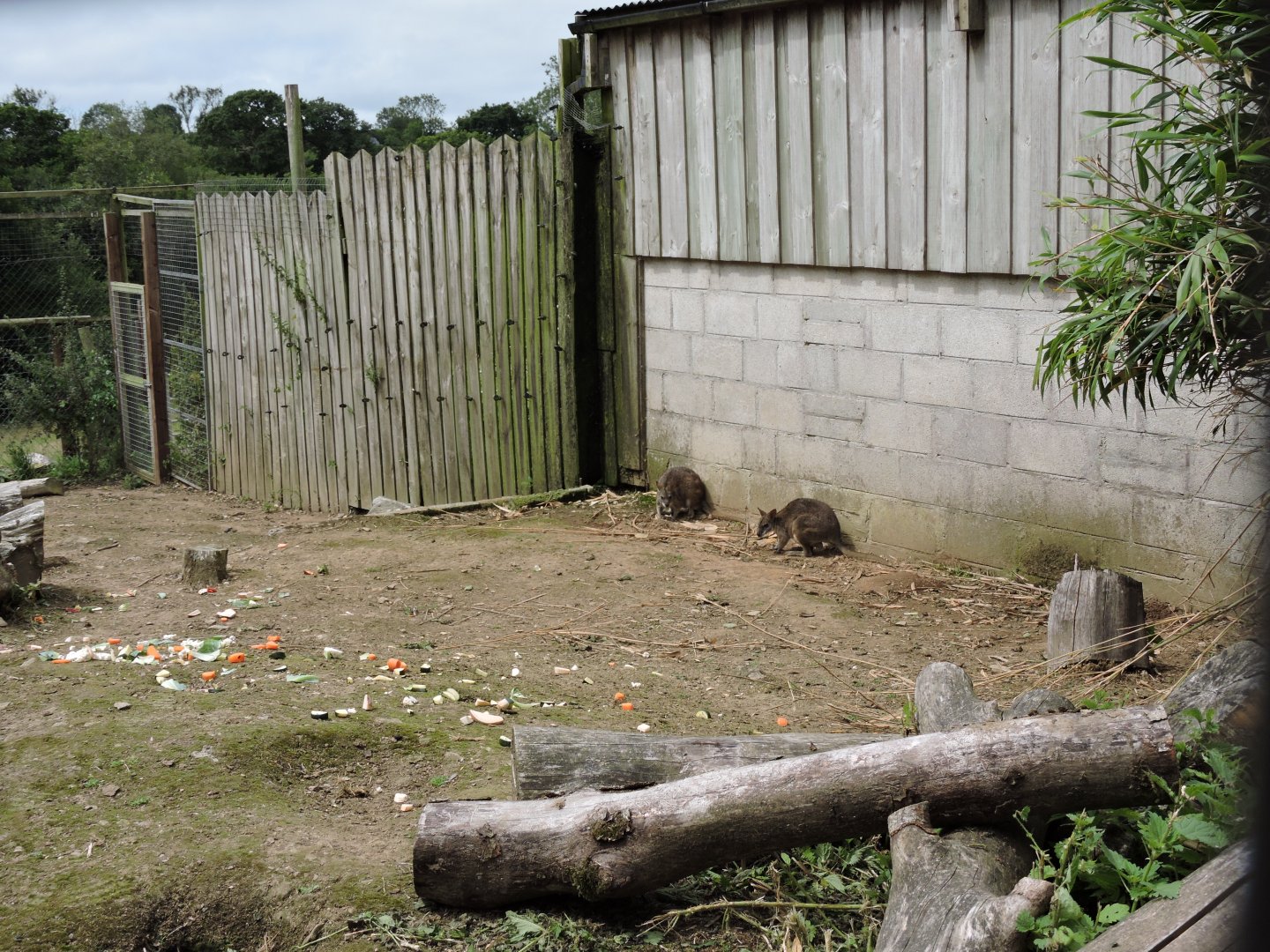 Parma Wallaby Enclosure