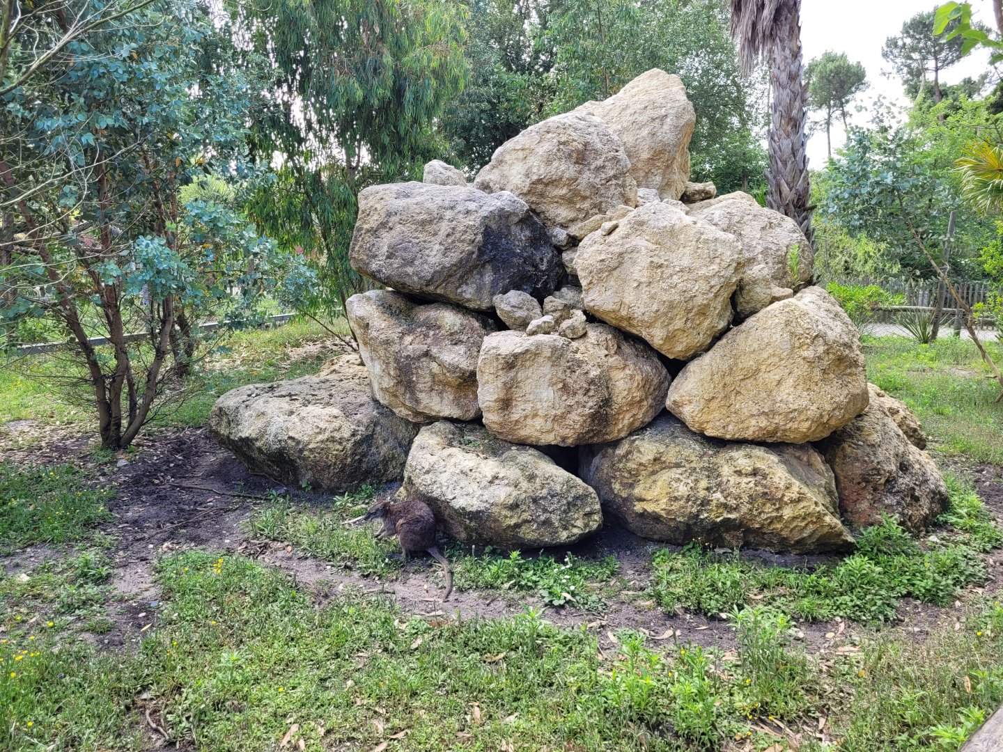 Parma wallaby exhibit -Zoo du bassin d'Arcachon (2024)