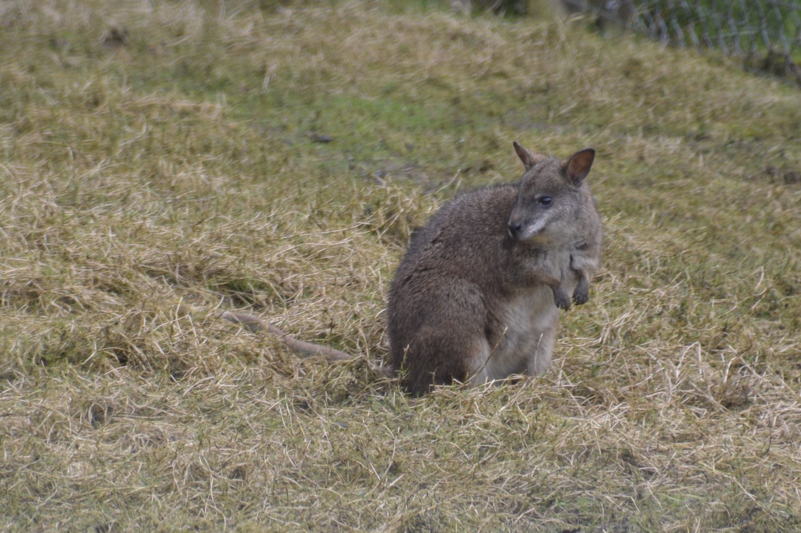 Parma Wallaby - Exmoor Zoo April 2018