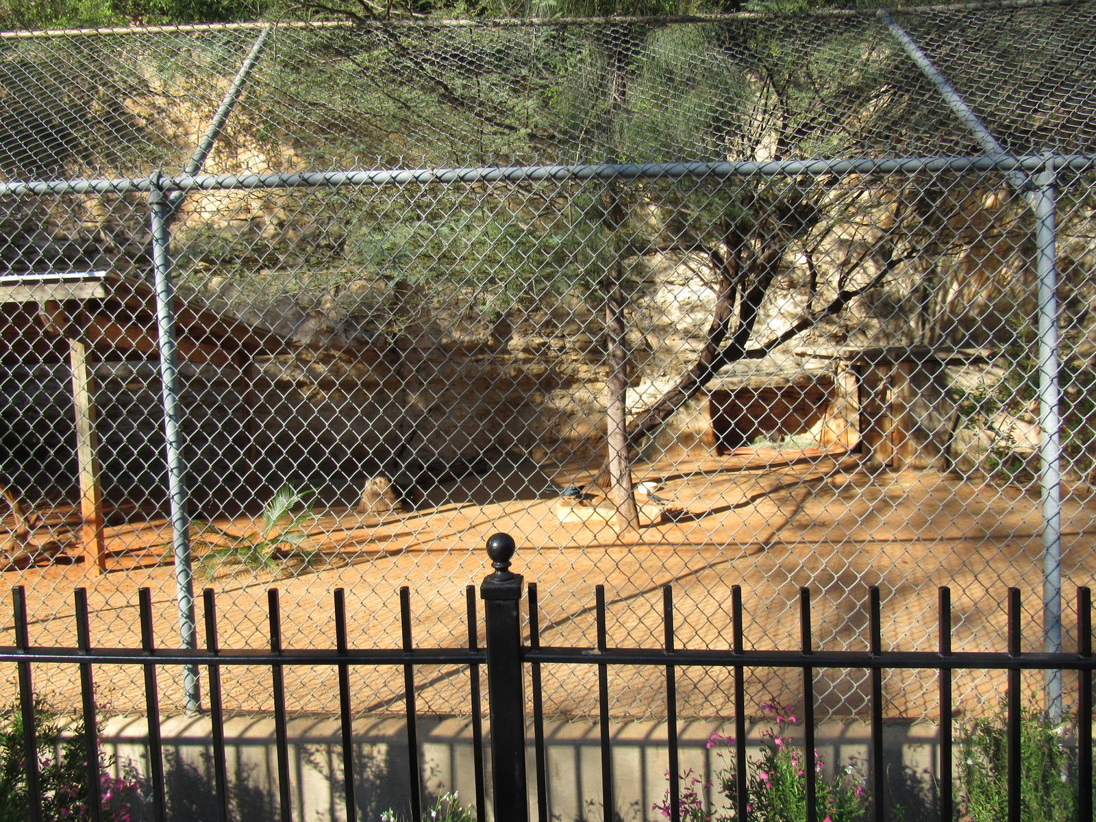 Parma Wallaby Habitat