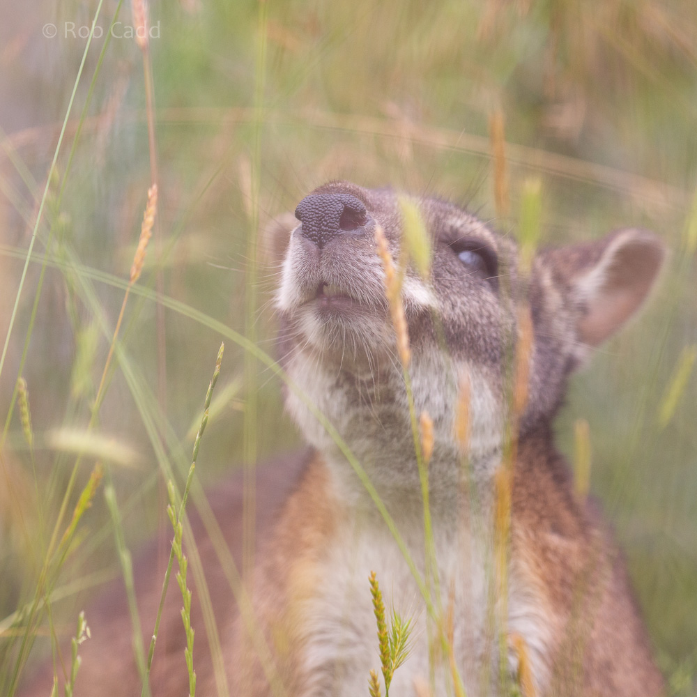 Parma wallaby : Hamerton : 14 Jul 2019