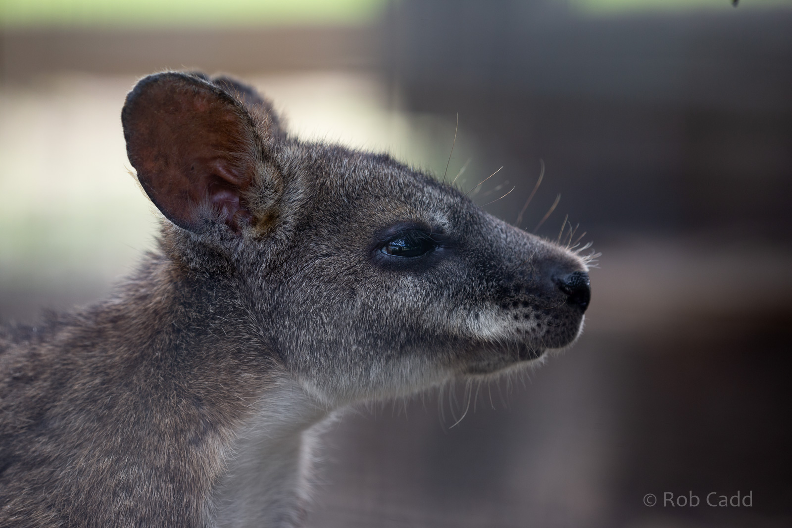 Parma wallaby : Hamerton : 15 Jun 2018