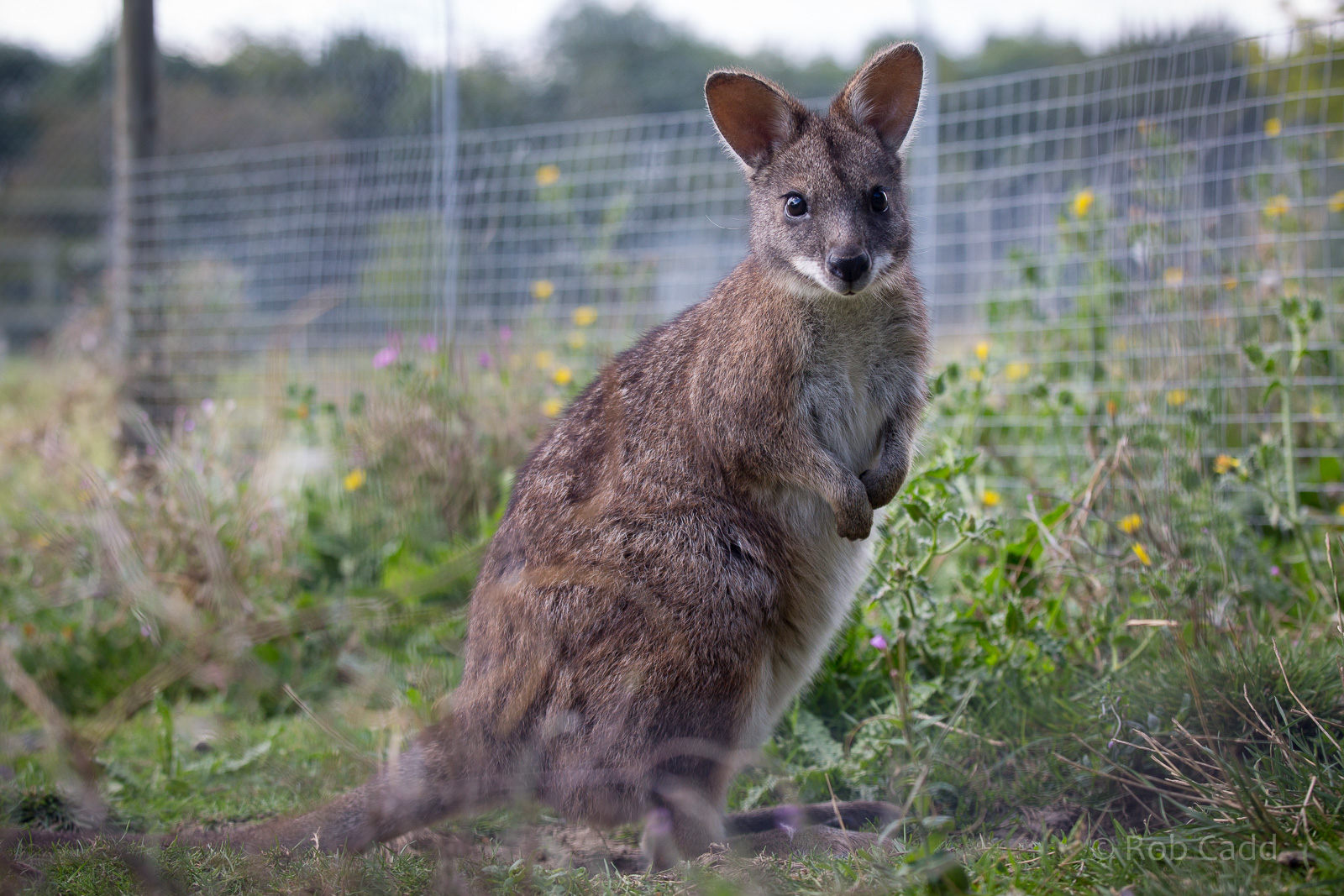 Parma wallaby : Hamerton : 31 Aug 2014