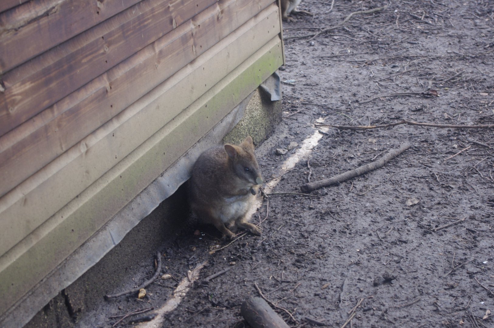 Parma? Wallaby- Hamerton Zoo Park 6/3/2022