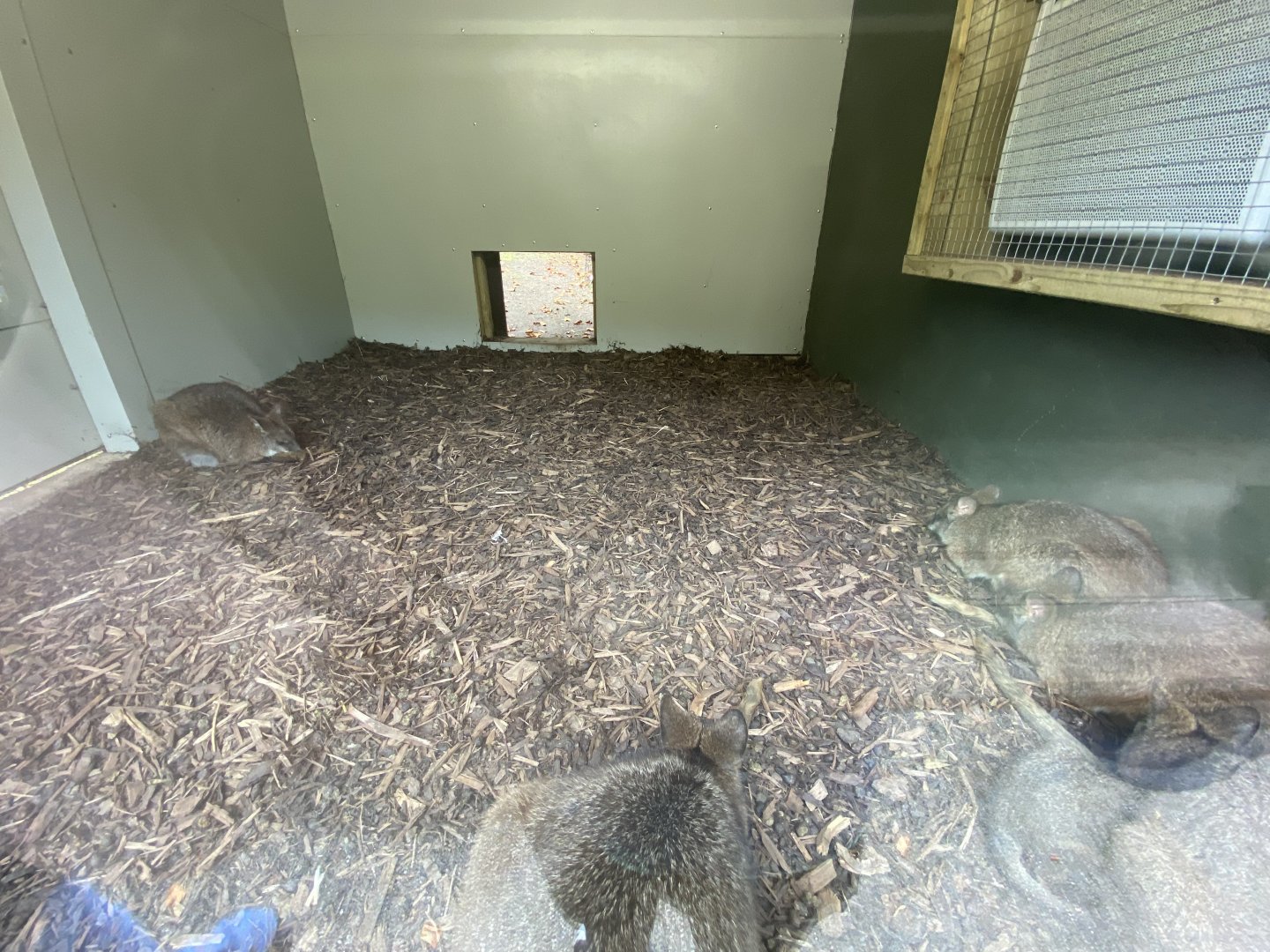 Parma wallaby indoors