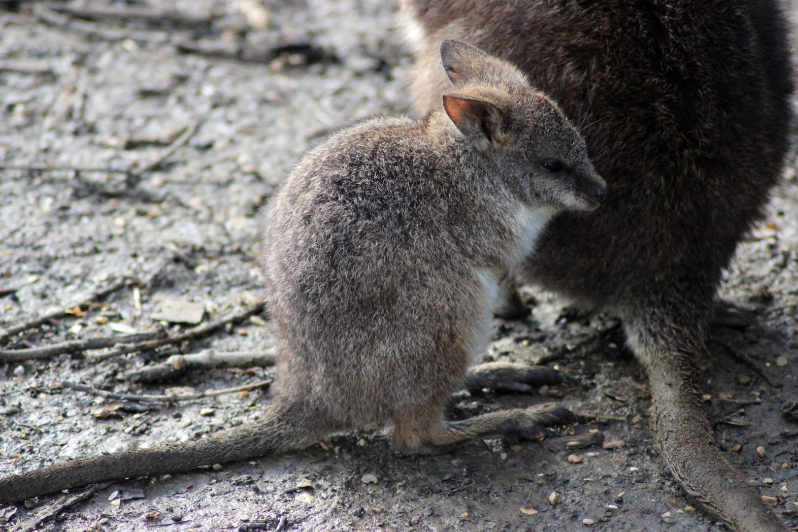 Parma Wallaby Joey