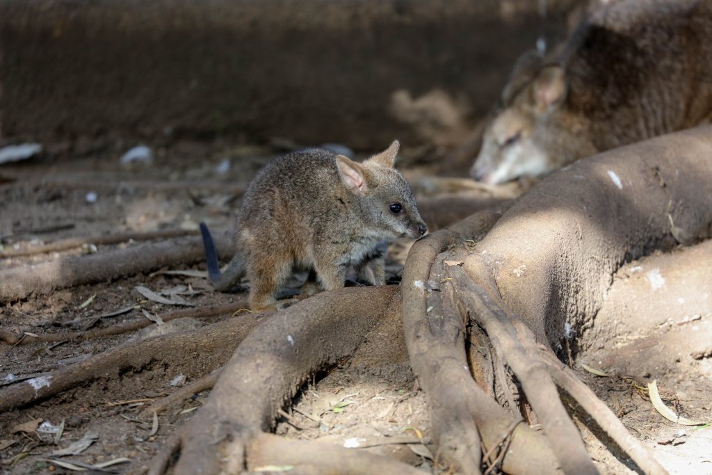 Parma Wallaby joey