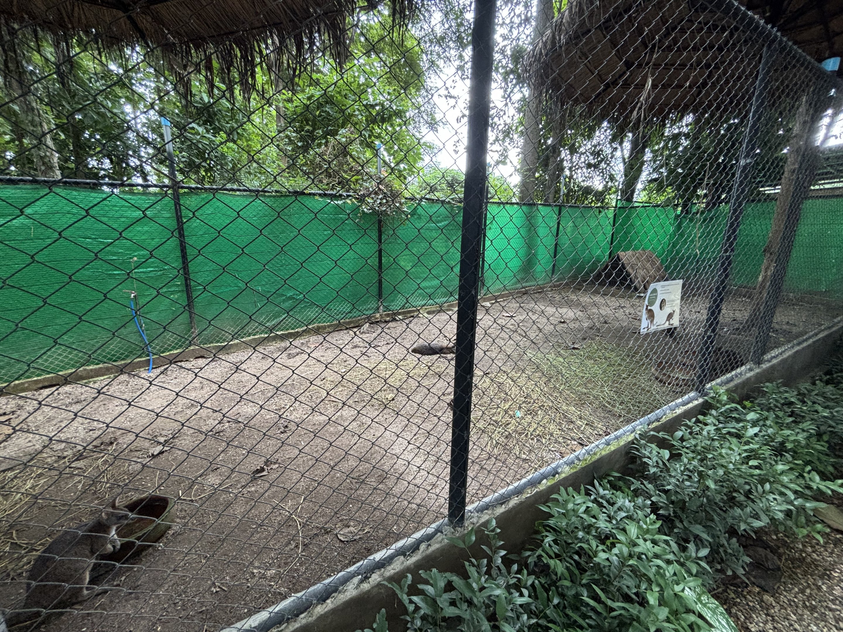 Parma Wallaby - Lanna Mini Zoo