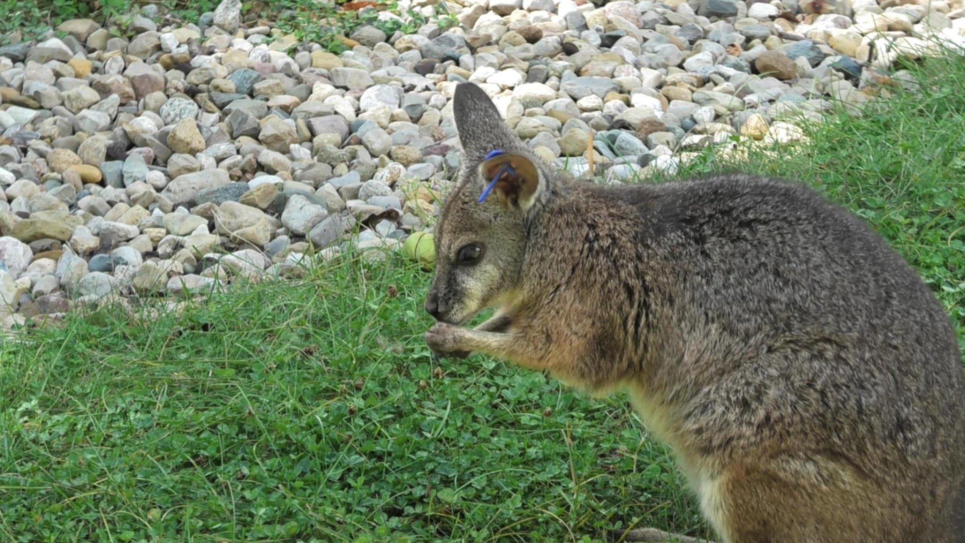 Parma wallaby look how small it's paws ar