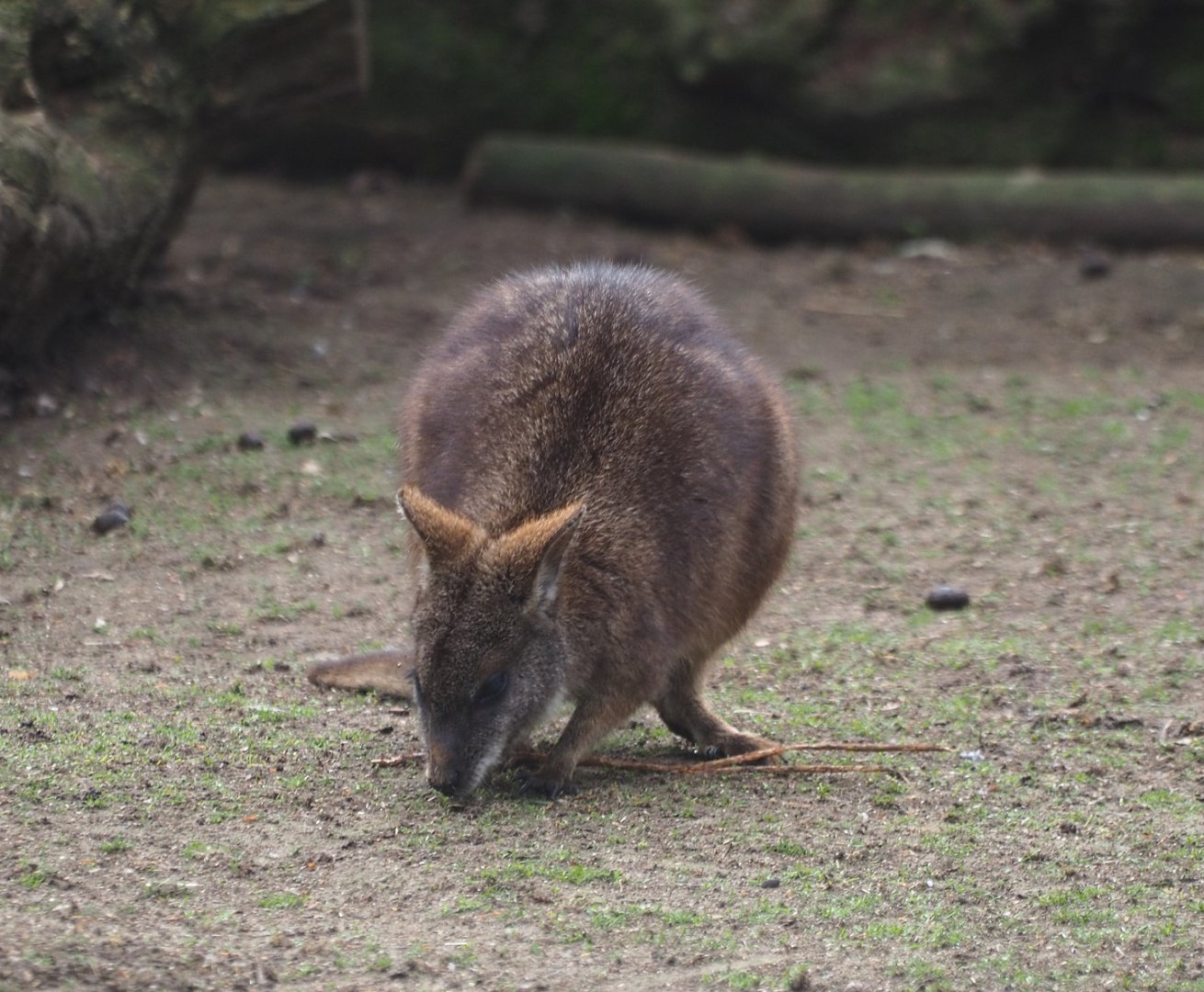 Parma wallaby (Macropus parma), 2019-04-06