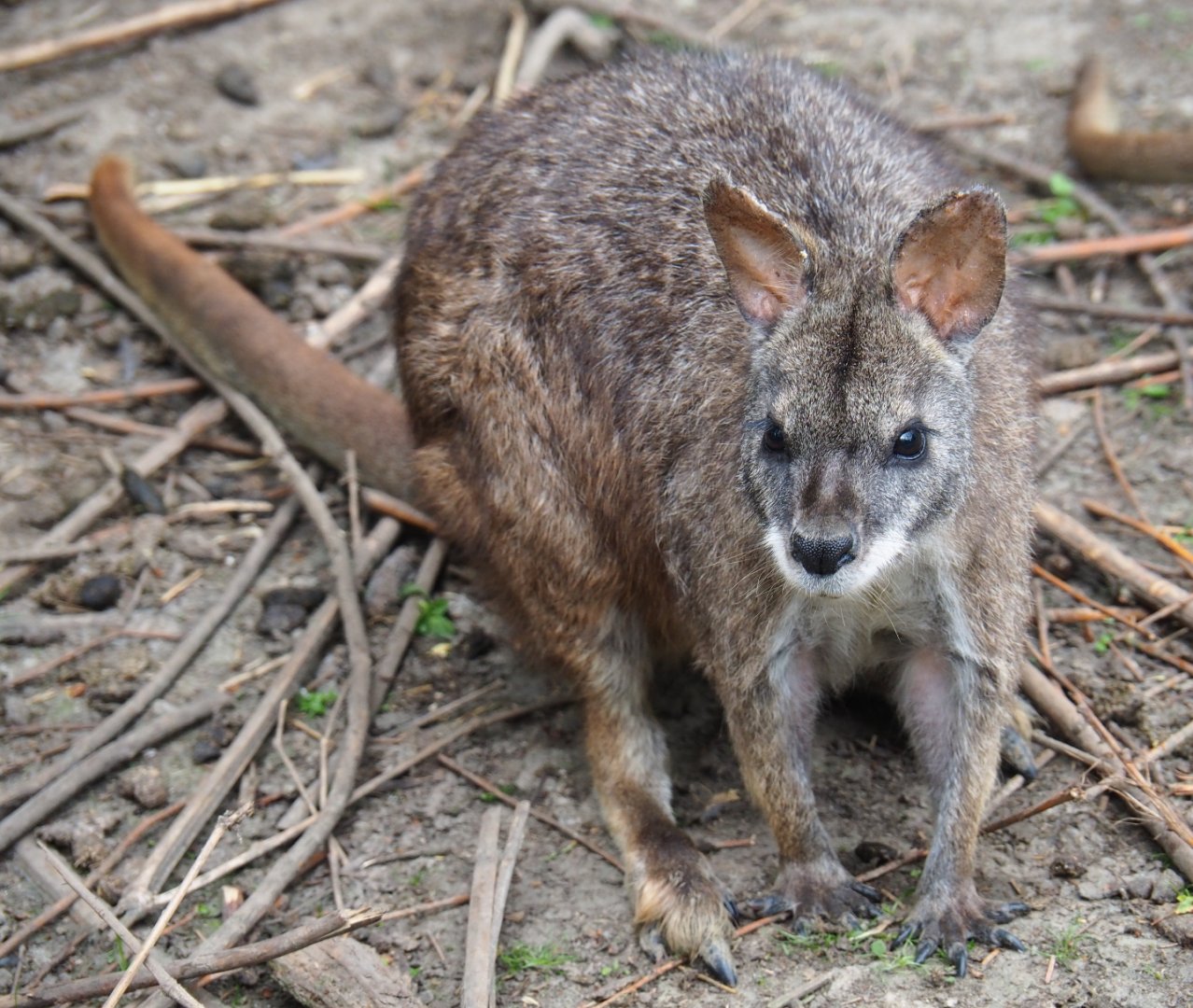 Parma wallaby (Macropus parma), 2019-05-25