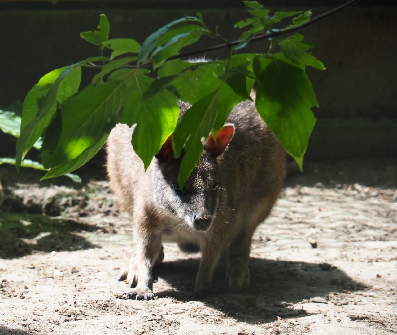 Parma wallaby (Macropus parma), 2019-06-01