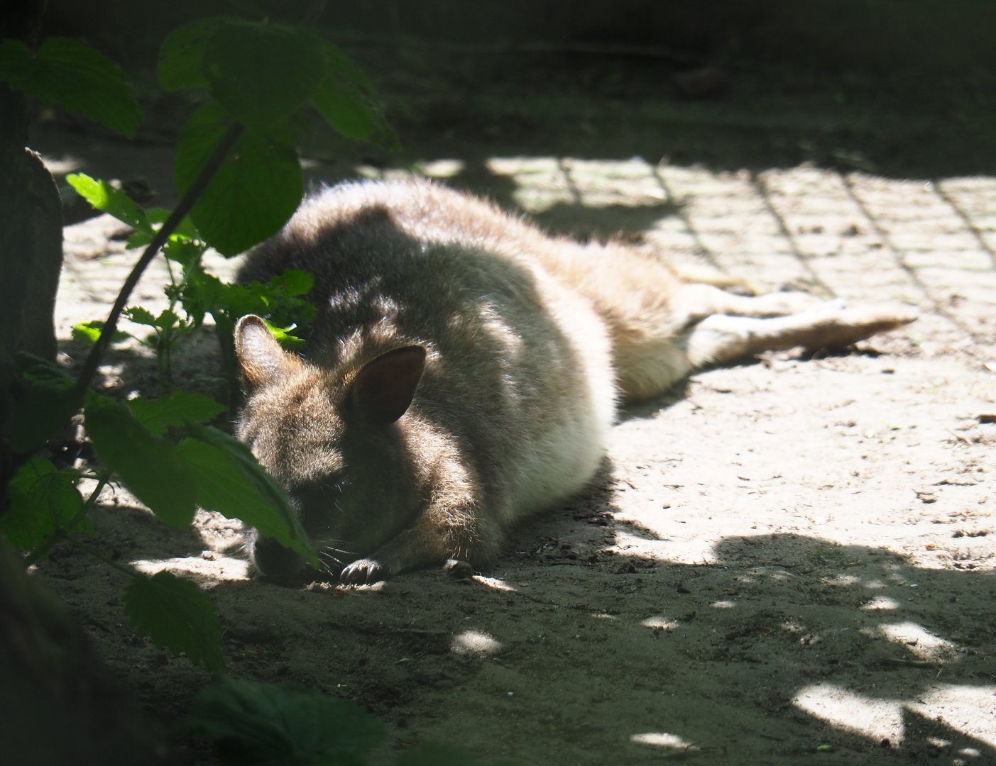 Parma wallaby (Macropus parma), 2019-06-01
