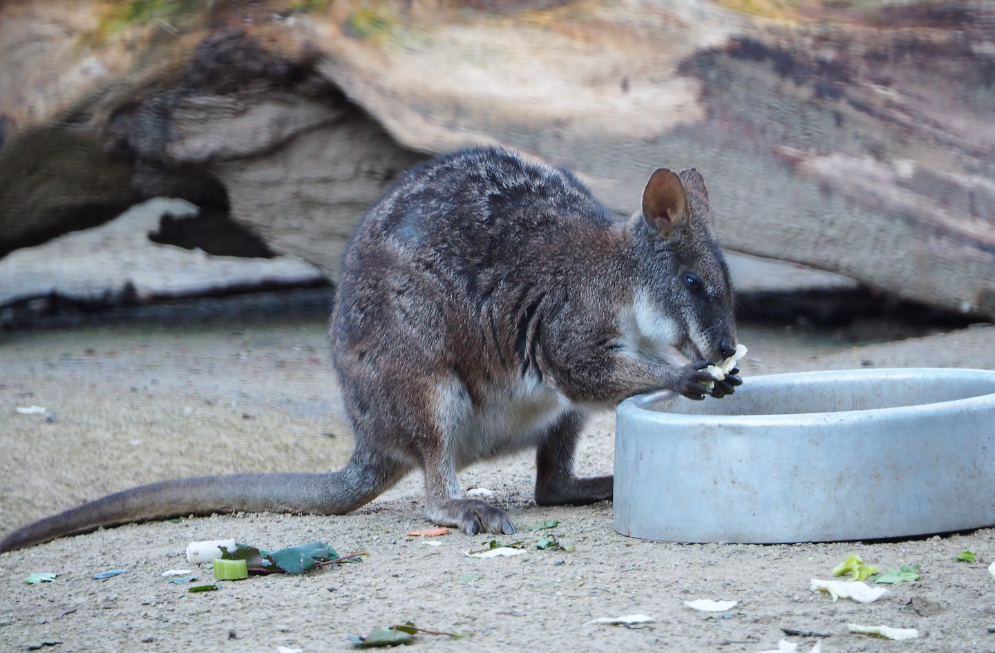 Parma wallaby (Macropus parma), 2019-12-30