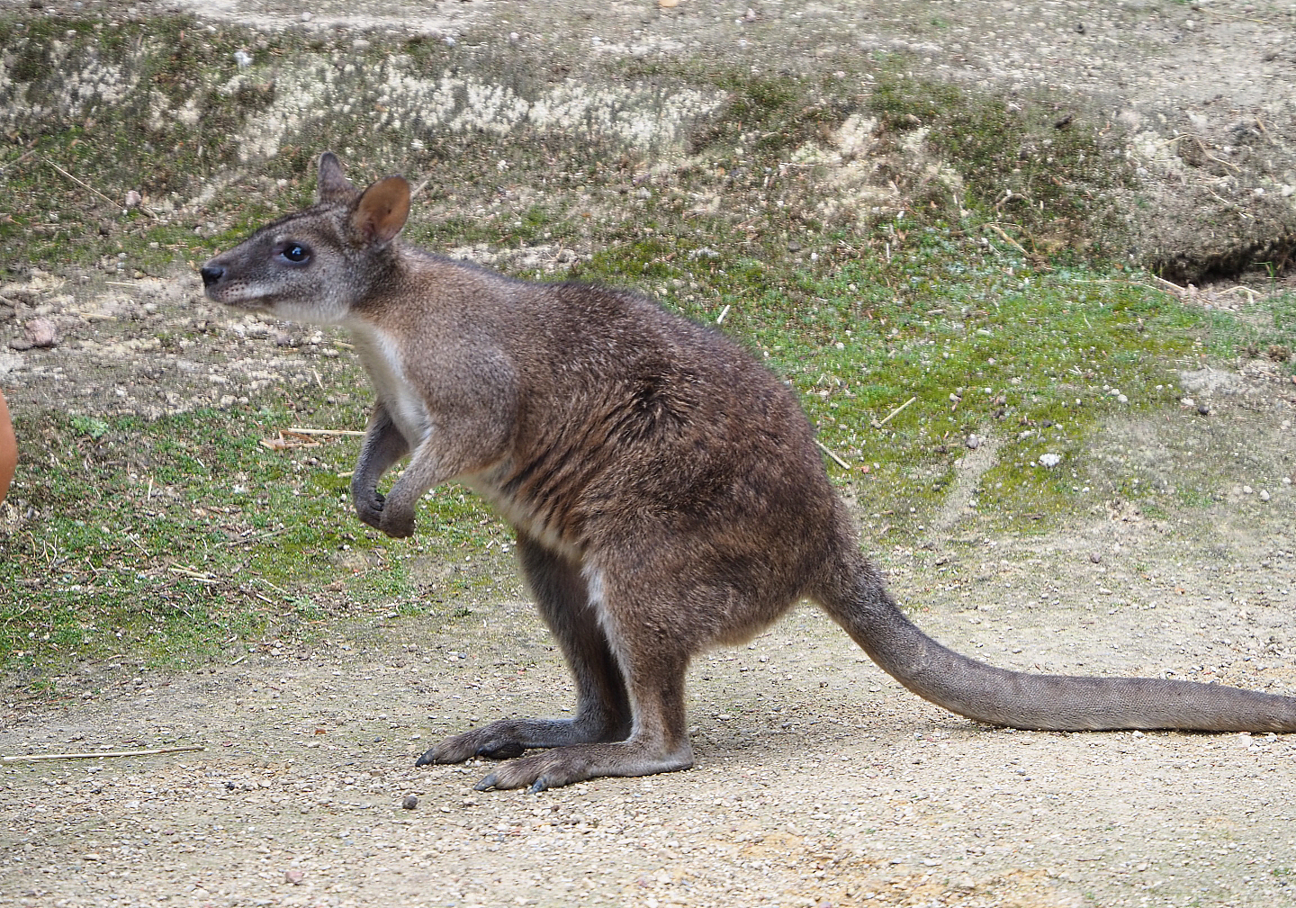 Parma wallaby (Macropus parma), 2020-06-28