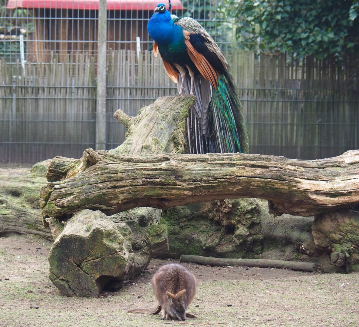Parma wallaby (Macropus parma) and Blue peafowl (Pavo cristatus), 2019-04-06