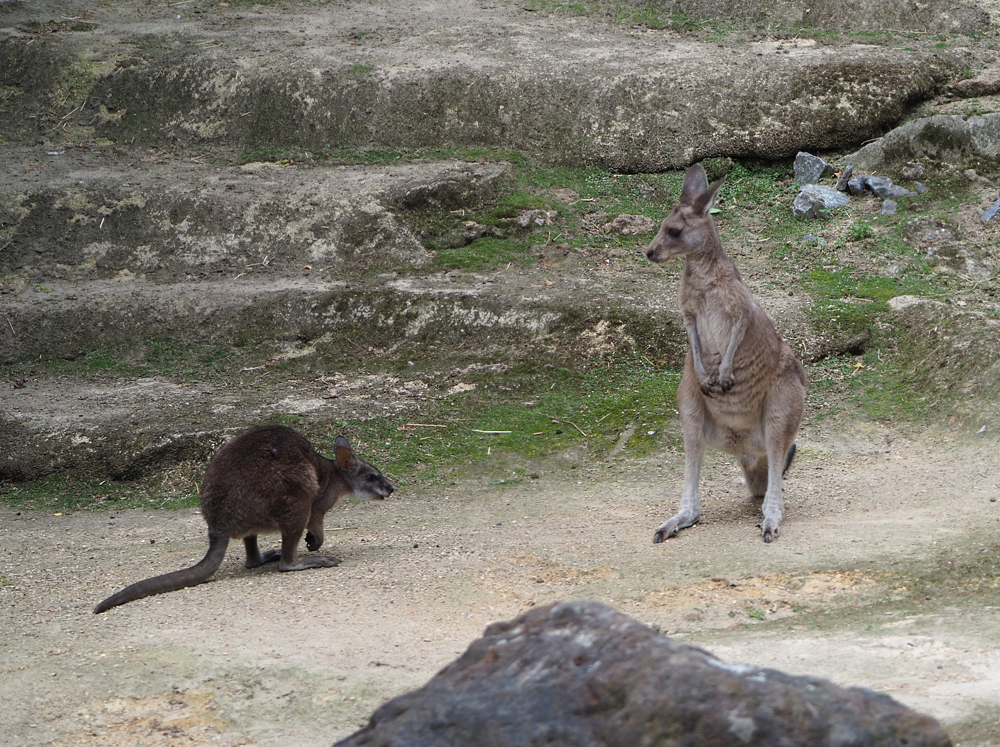 Parma wallaby (Macropus parma) and Eastern grey kangaroo (Macropus giganteus), 2020-06-28