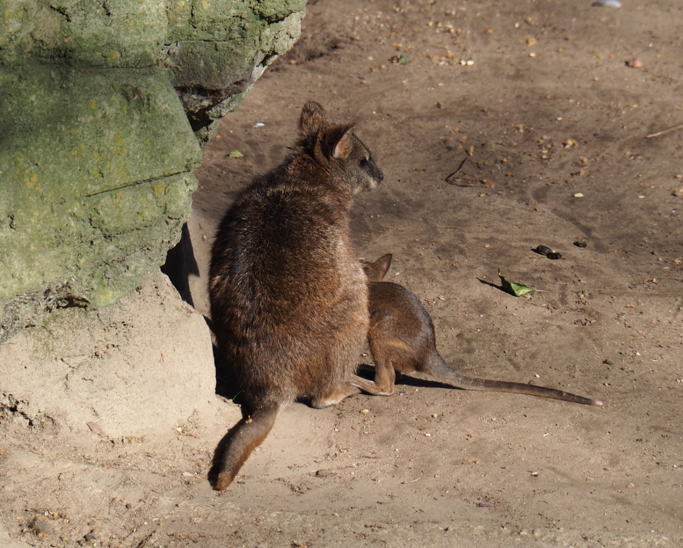 Parma wallaby (Macropus parma), Feb 27th, 2019