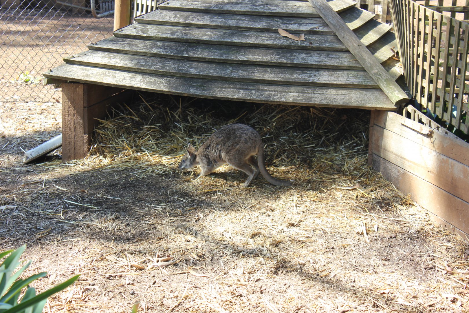 Parma Wallaby (Macropus parma)