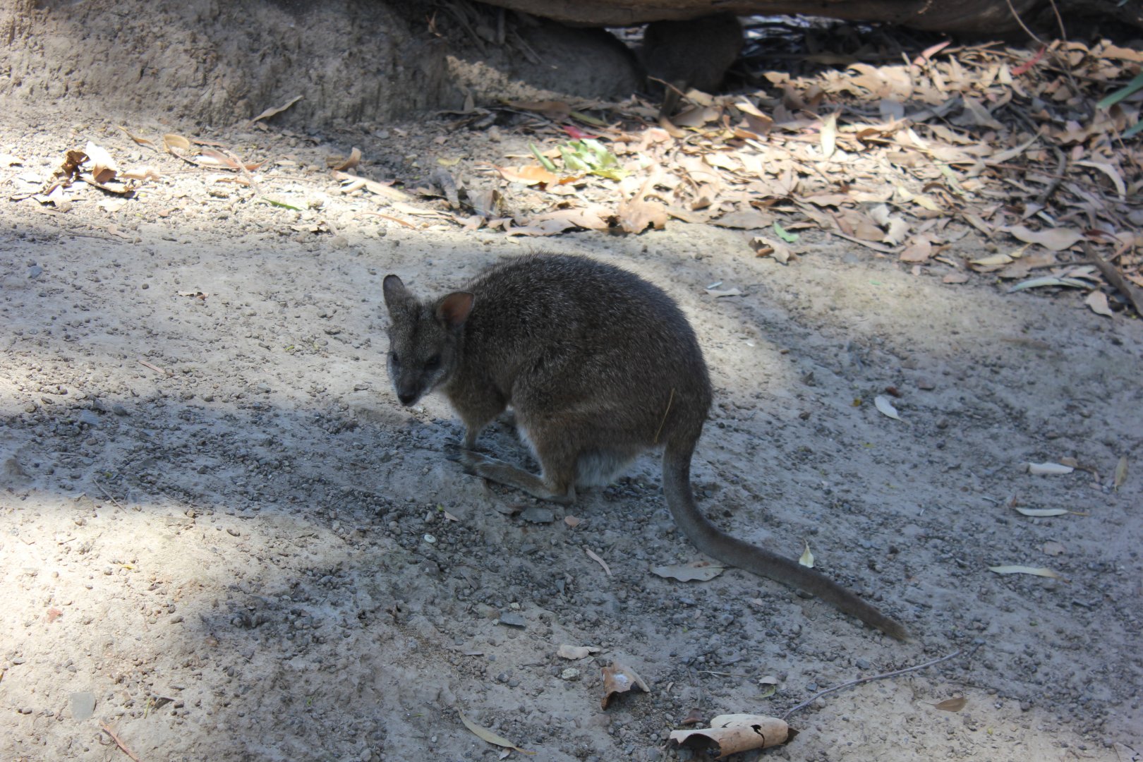 Parma Wallaby (Macropus parma)