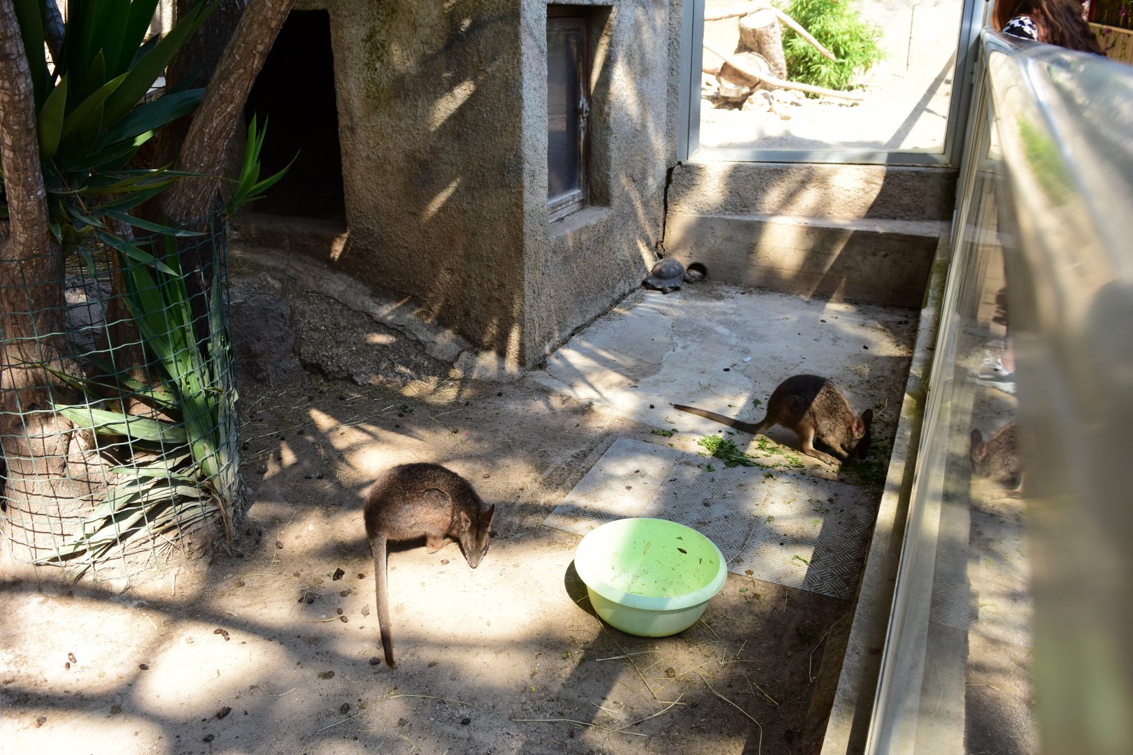 Parma Wallaby (Macropus parma)