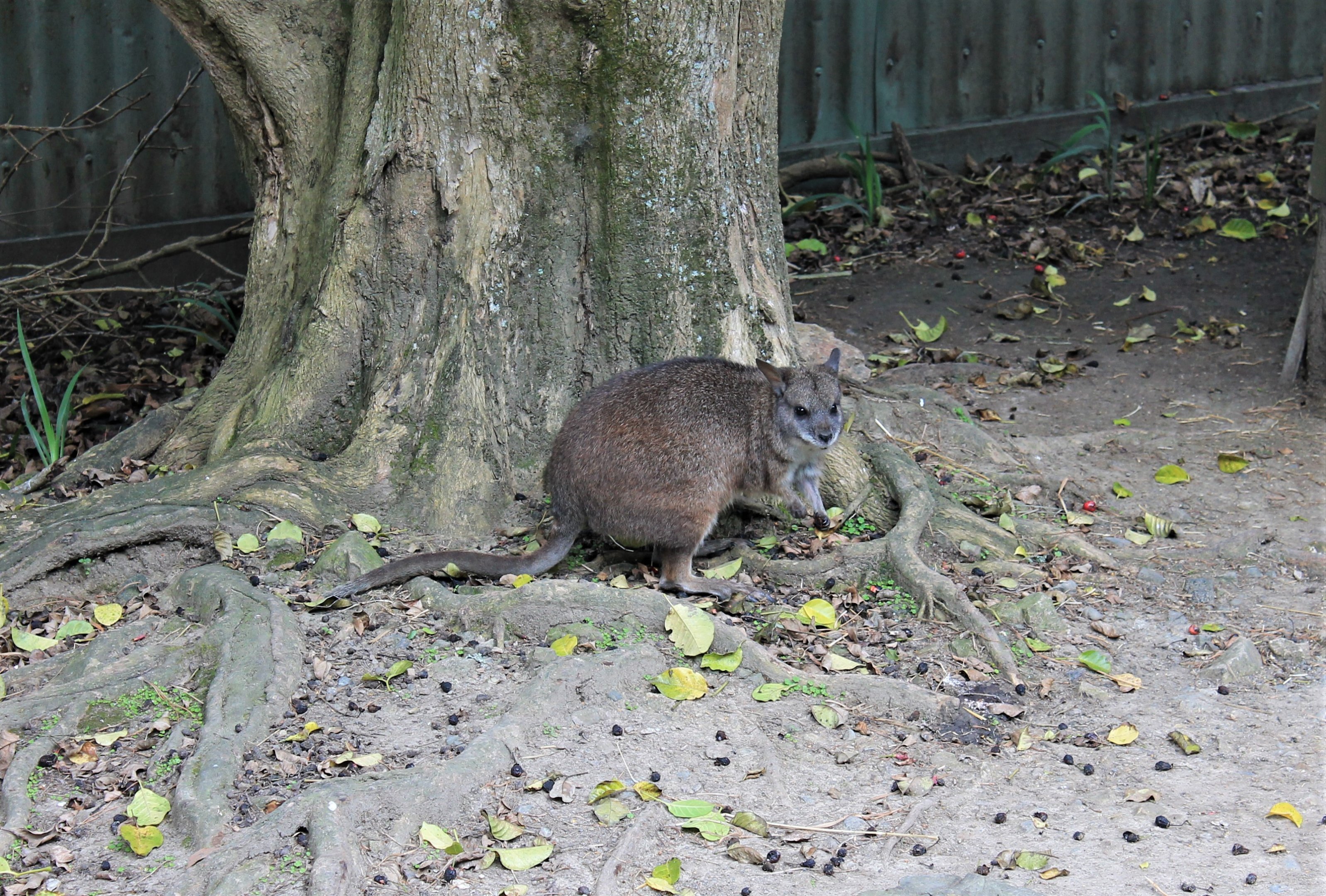 Parma Wallaby (Macropus parma)