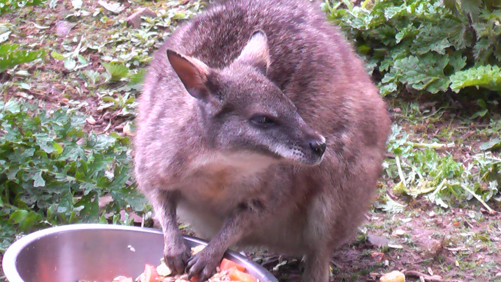 Parma Wallaby May 2010