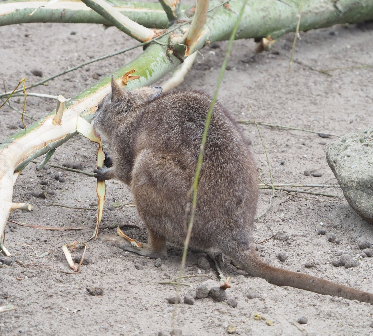 Parma wallaby (Notamacropus parma), 2022-05-17