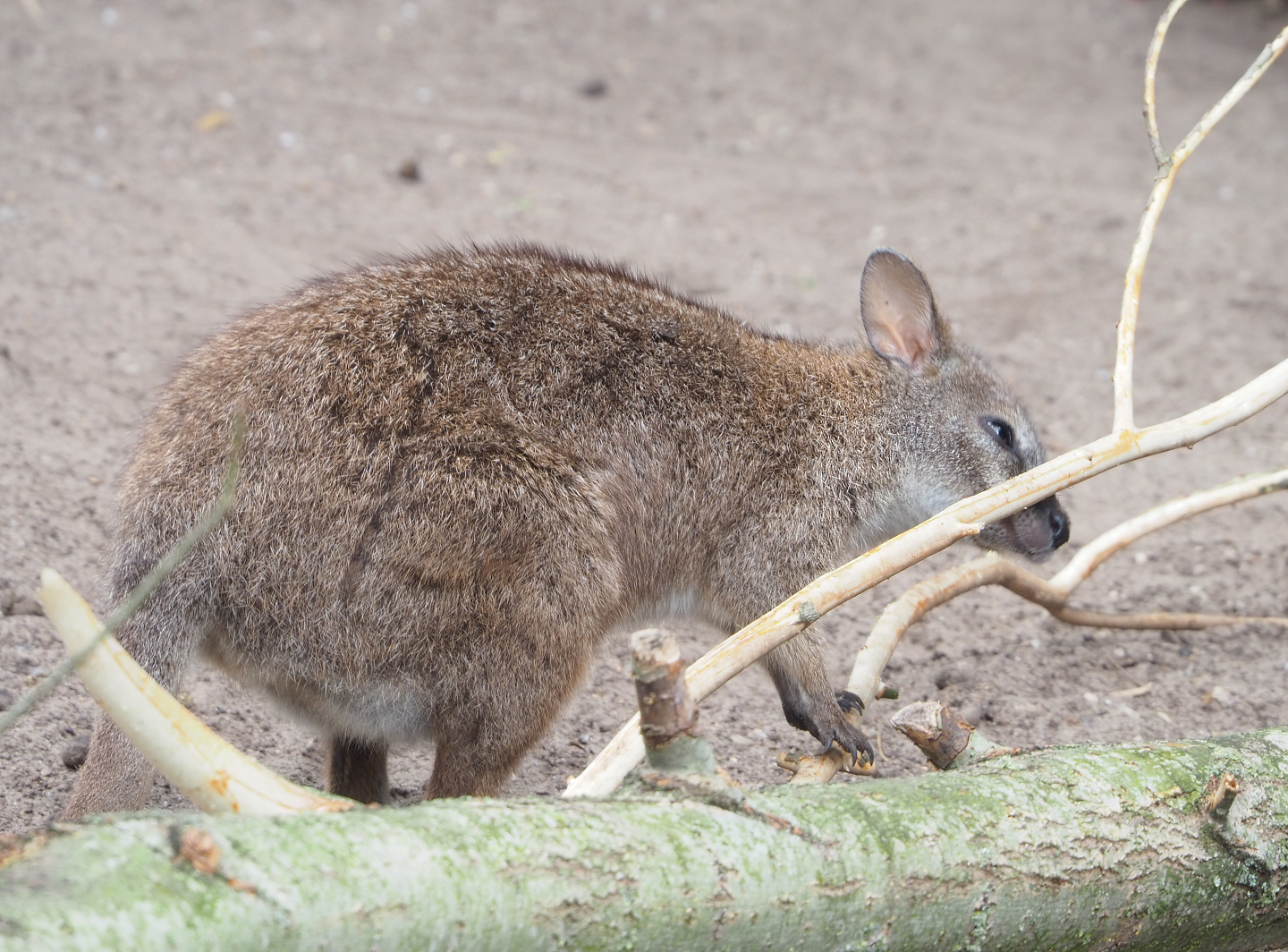 Parma wallaby (Notamacropus parma), 2022-05-17
