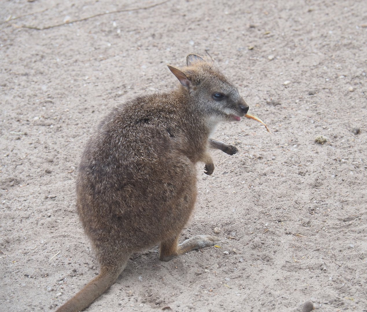 Parma wallaby (Notamacropus parma), 2022-05-17