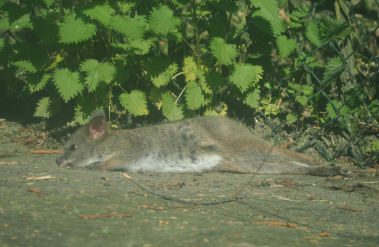Parma wallaby (Notamacropus parma), 2023-04-30
