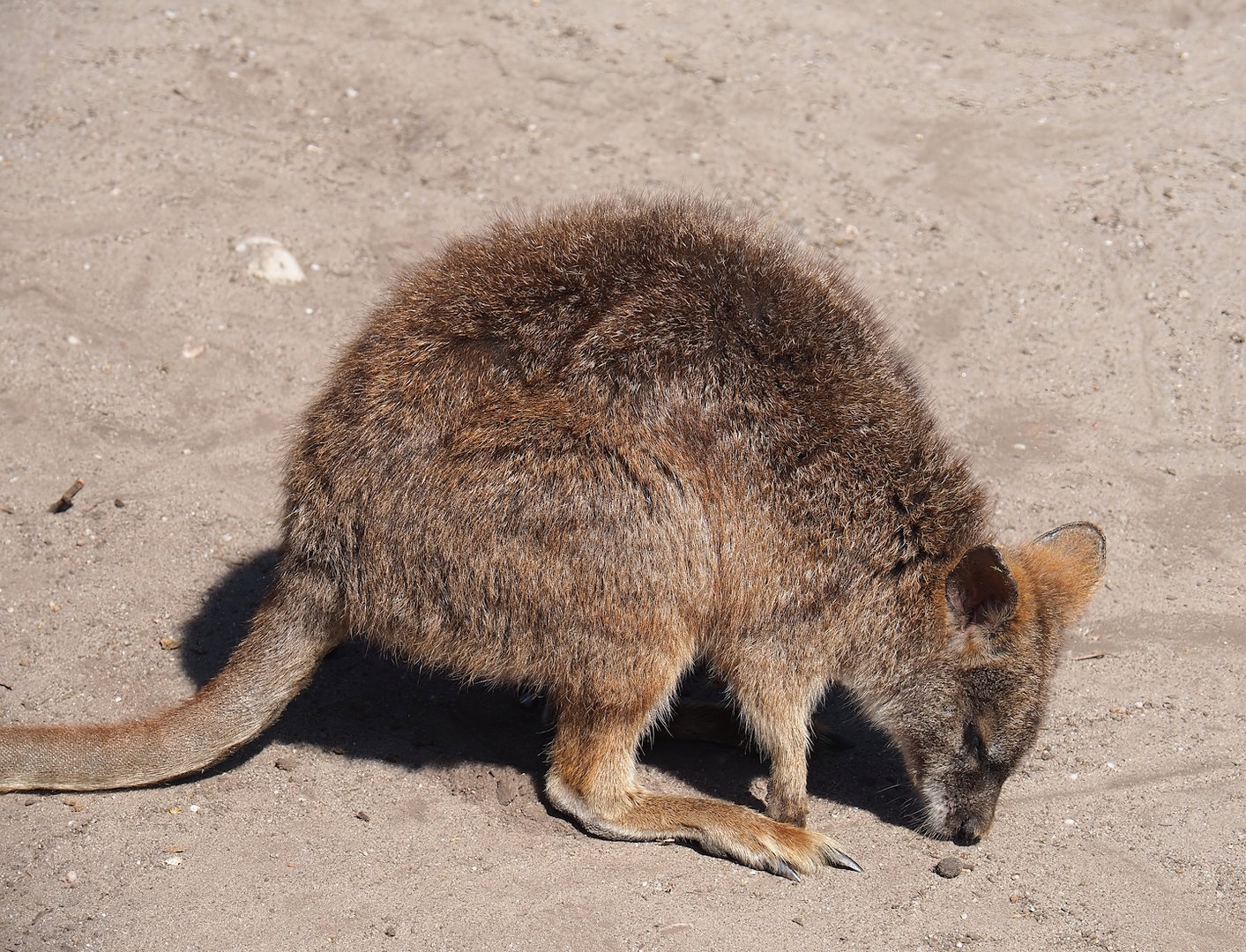 Parma wallaby (Notamacropus parma), 2023-05-31