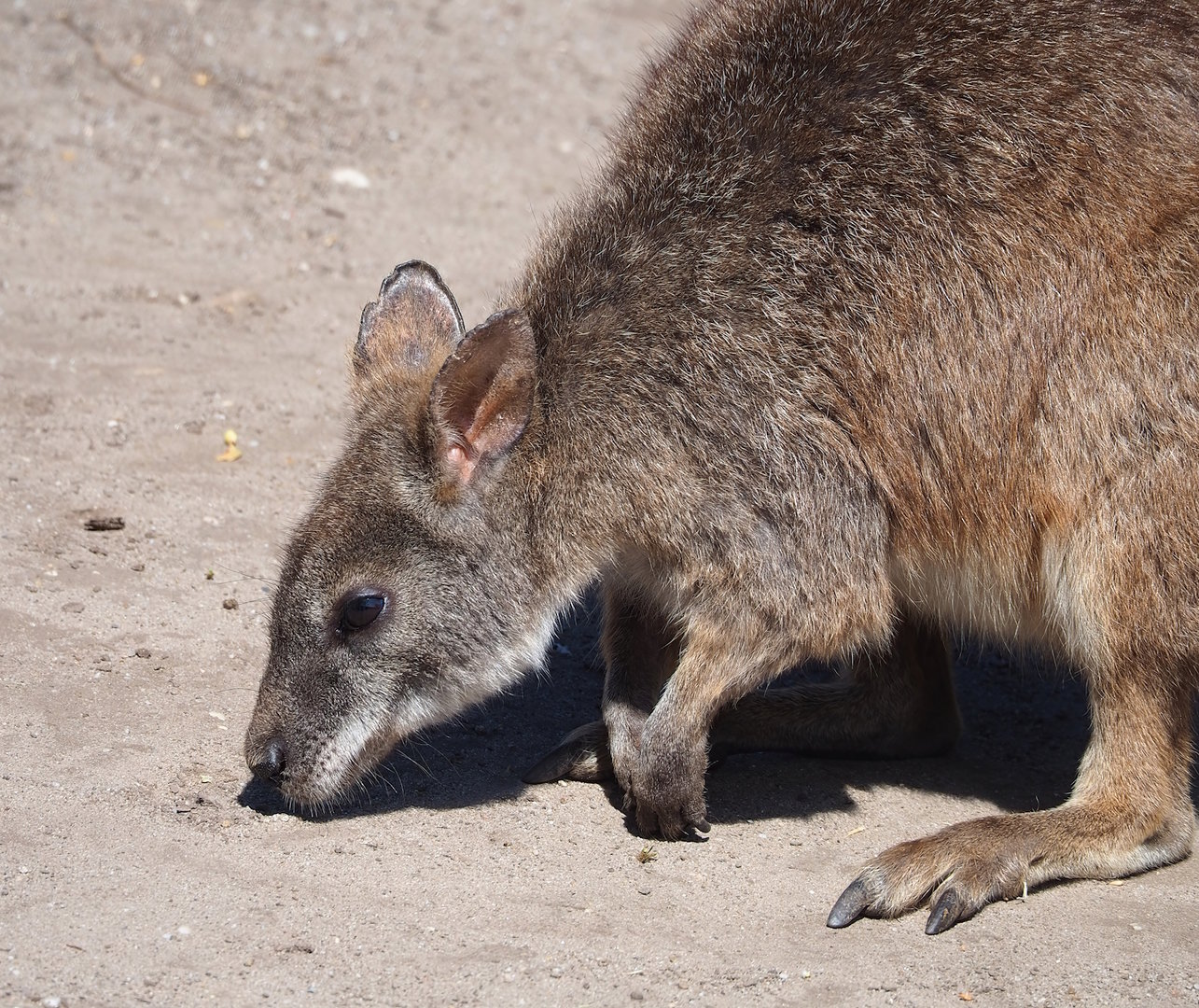 Parma wallaby (Notamacropus parma), 2023-05-31