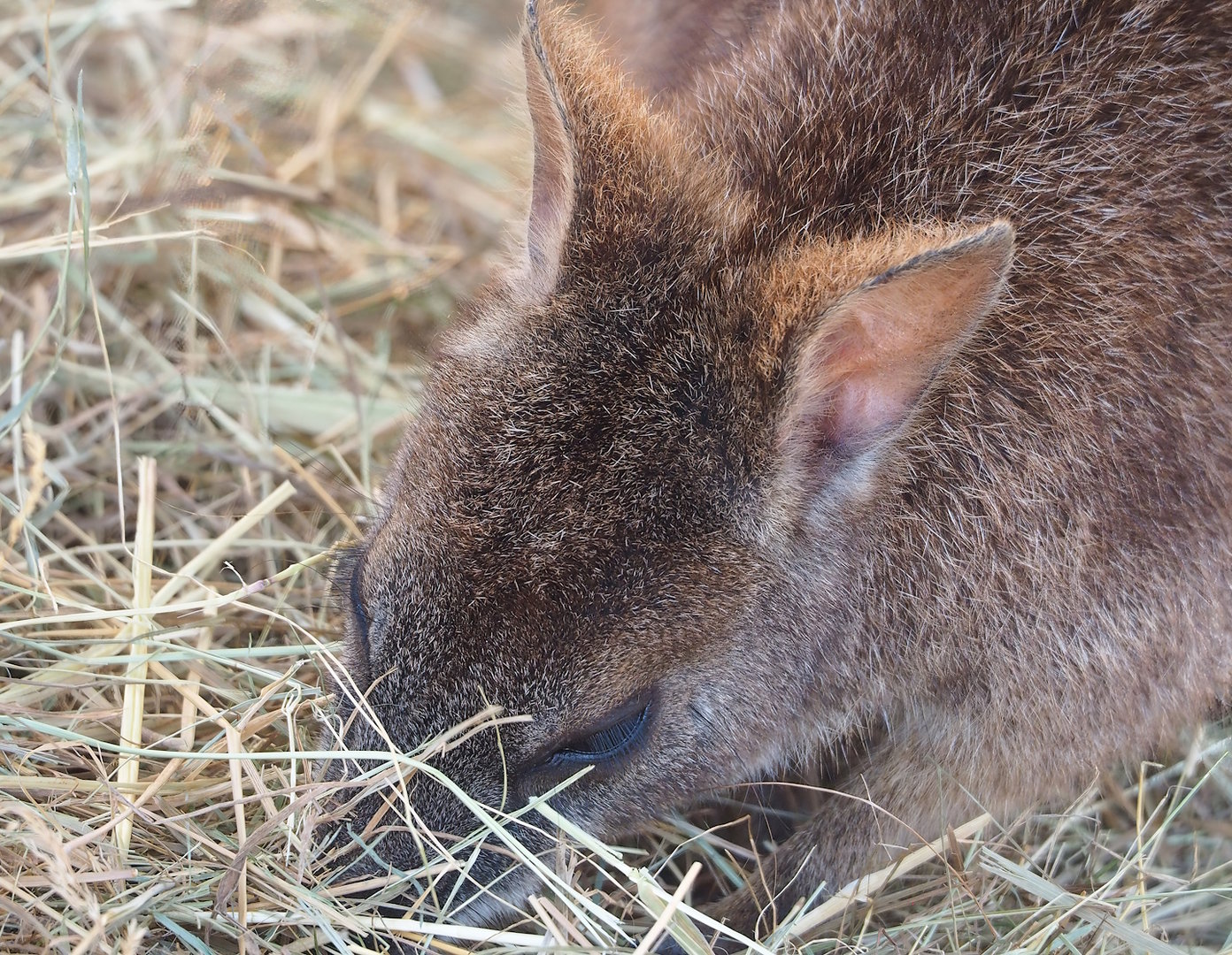 Parma wallaby (Notamacropus parma), 2023-05-31