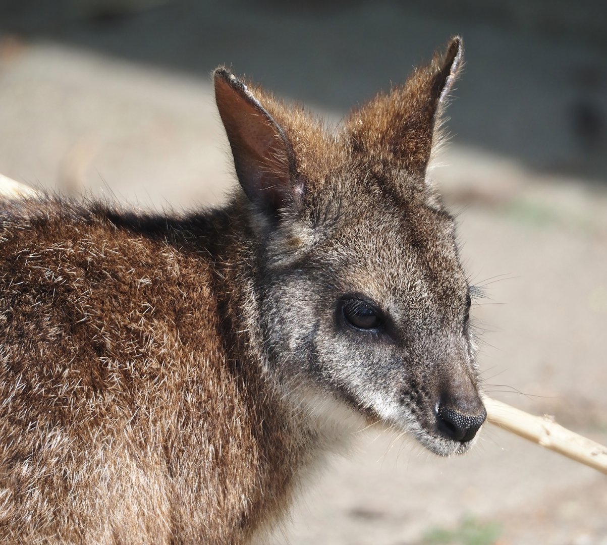 Parma wallaby (Notamacropus parma), 2024-05-11