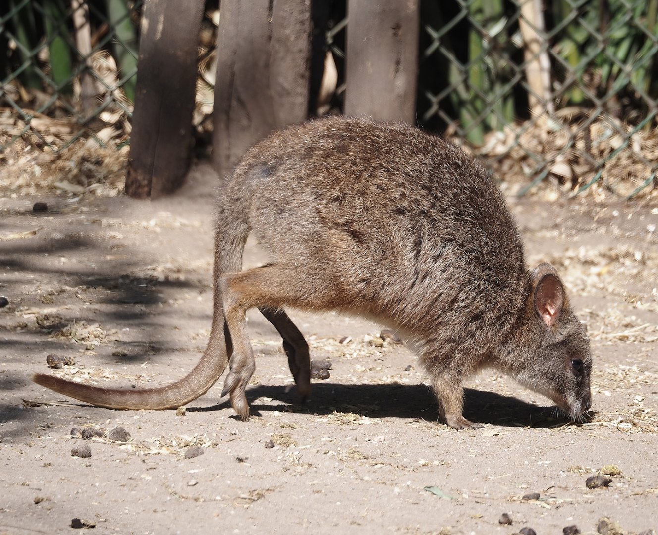 Parma wallaby (Notamacropus parma), 2025-04-12