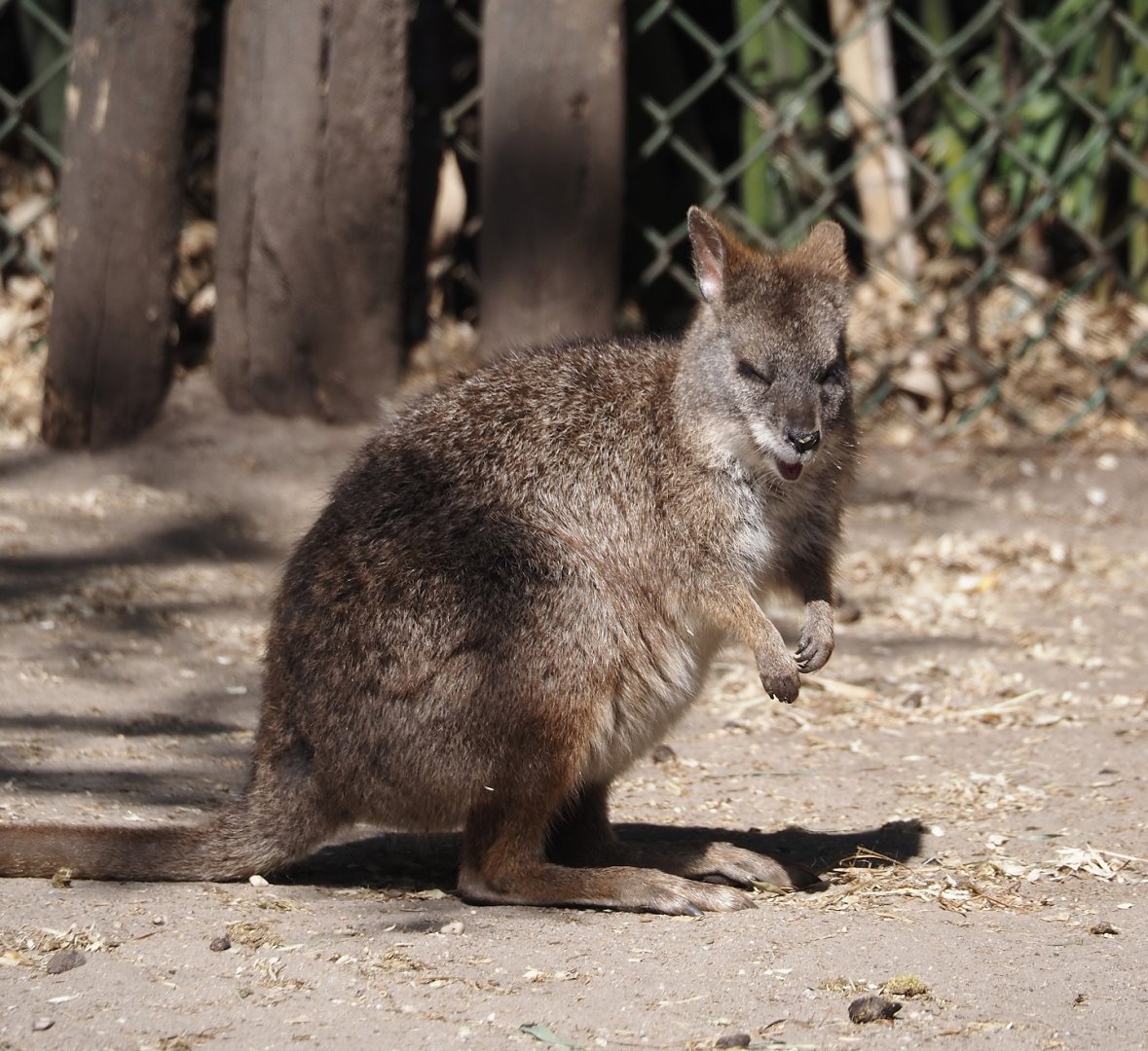 Parma wallaby (Notamacropus parma), 2025-04-12
