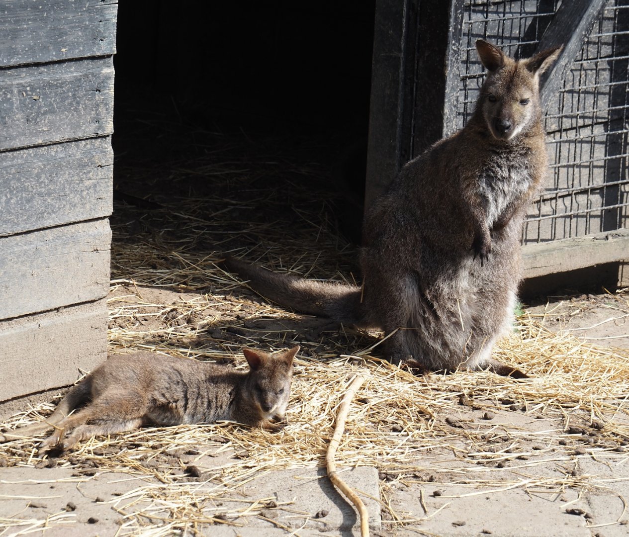 Parma wallaby (Notamacropus parma) and Red-necked wallaby (Notamacropus rufogriseus), 2024-05-11