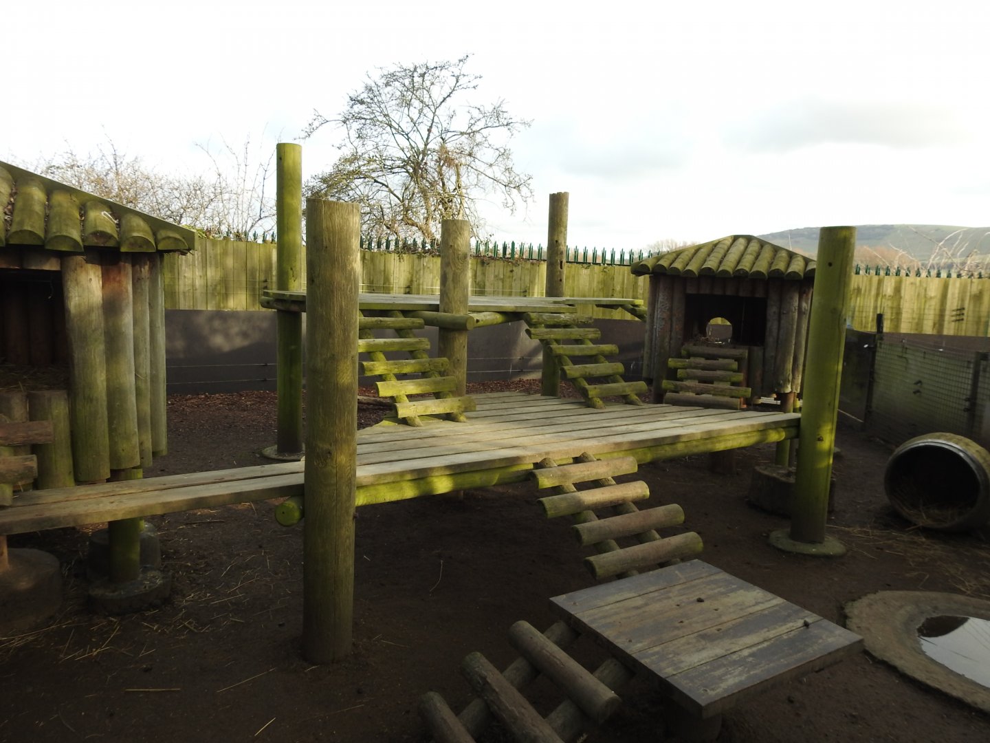 Parma Wallaby (Notamacropus parma) Enclosure
