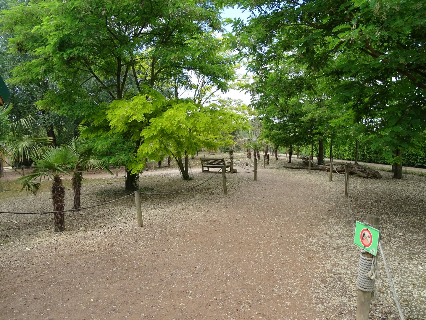 Parma wallaby (Notamacropus parma) walkthrough