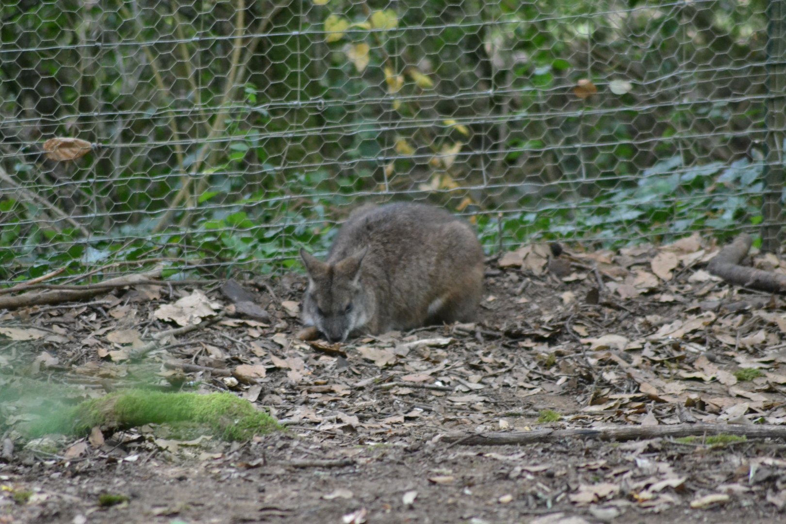 Parma wallaby - Notamacropus parma