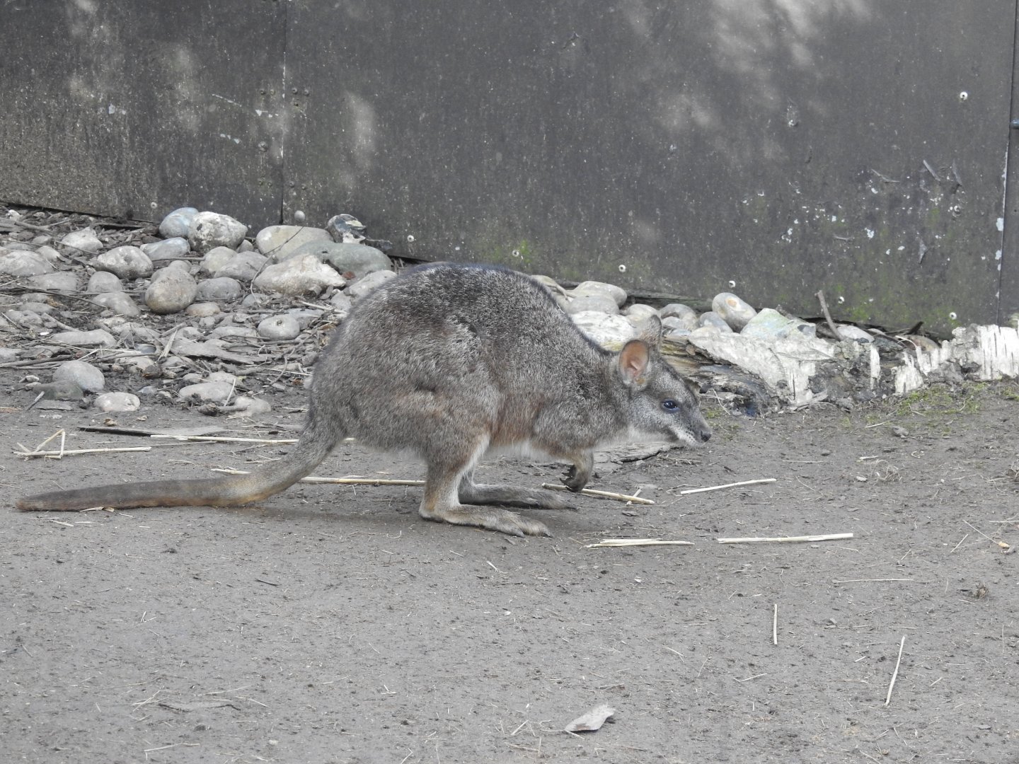 Parma Wallaby (Notamacropus parma)